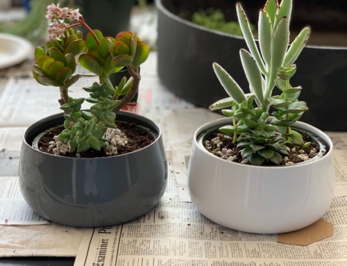 First Day of Spring Succulent Party
